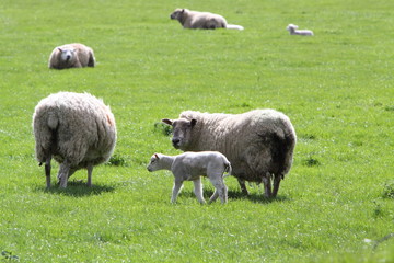 Sheep and lambs Ovis Aries