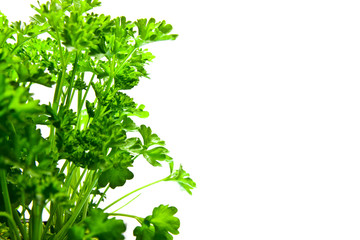 Fototapeta premium petersilie