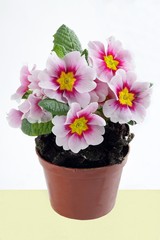 pink primrose in pot