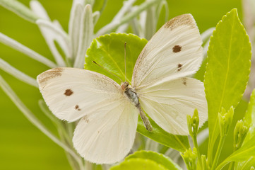 forefront of a butterfly