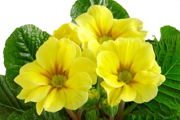 yellow primula blooming