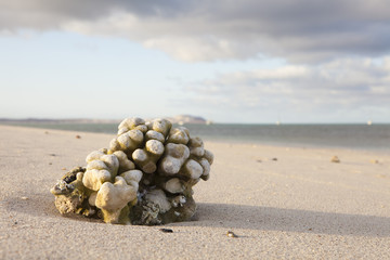 Coral
