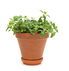 potted oregano