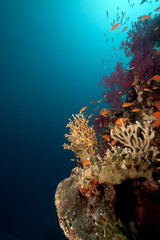 Coral reef and fish in the Red Sea.