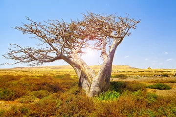 Fototapete Rund Afrikanischer Baobab © sabino.parente