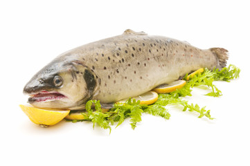 wild trout