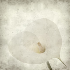 textured old paper background with single white calla lily