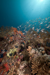 Glass fish and coral reef in the Red Sea.
