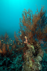 Naklejka na ściany i meble Branching black coral in the Red Sea.