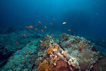 Cargo of the Yolanda wreck in the Red Sea.
