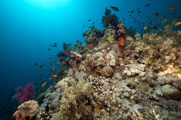 Plakat Coral reef and fish in the Red Sea.