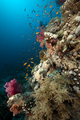 Coral reef and fish in the Red Sea.
