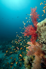 Fototapeta na wymiar Coral reef and fish in the Red Sea.