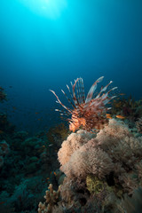 Lionfish and coral in the Red Sea.