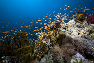 Naklejka na ściany i meble Lionfish and coral in the Red Sea.