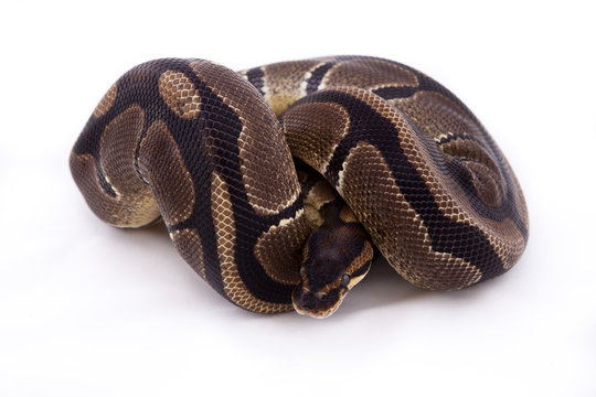 Royal or Ball python on white background