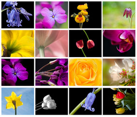 Bright colorful Spring flower storyboard collage