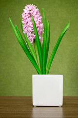 pink hyacinth in a white ceramic pot