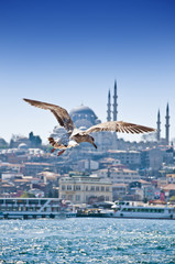 Seagull Flying Over the Golden Horn