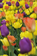 Tulipes