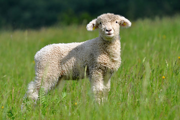 young lamb