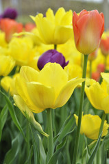 Tulipes