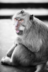 Monkey