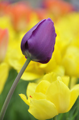 Fototapeta premium Tulipes