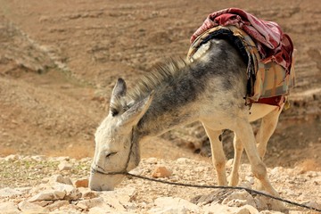 Donkey in the Desert
