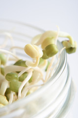Mung Beansprout Macro