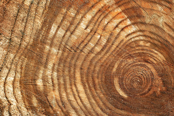 Naklejka premium tree section