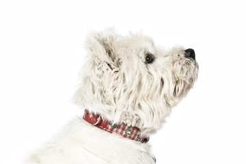 white Terrier