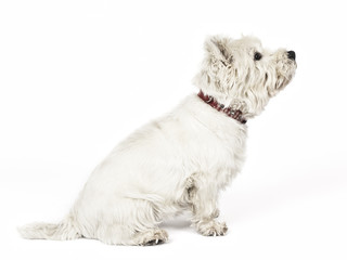 white Terrier