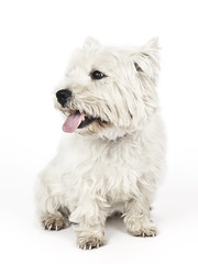 white Terrier