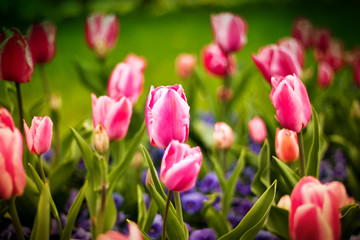 Colorful tulips flower blooming in a park