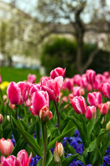 Colorful tulips flower blooming in a park