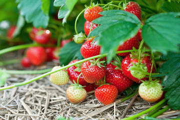 Closeup of fresh organic strawberries