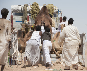 Bedouins loading camels on truck