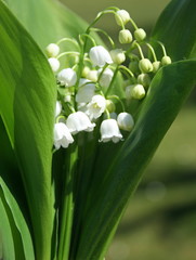 Fototapeta premium un bouquet de muguet