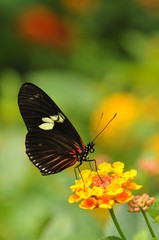 Plakat Butterfly na kwiat