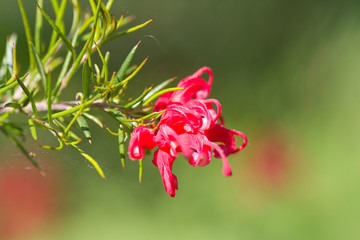 petite fleur de printemps