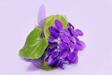 Violets, Veilchensträußchen, Sträußchen aus Veilchen, Copyspace