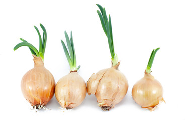 Onions