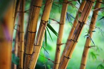 Gordijnen Bamboe bos achtergrond © logoboom