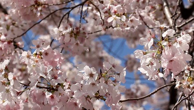 Beautiful pink cherry blossoms closeup - HD