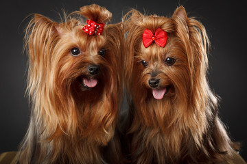 Two Yorkshire Terriers