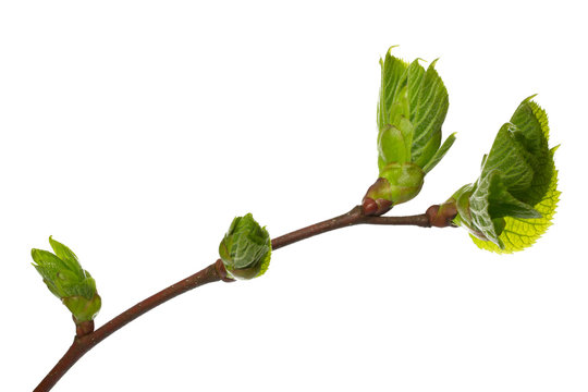 Kleiner Zweig einer Linde mit Knospen, freigestellt