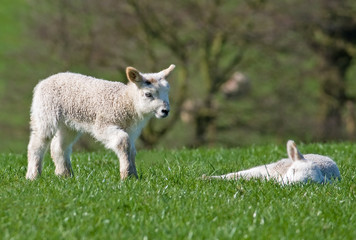 Obraz premium Lamb - checking on a friend