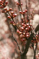 Branches of a tree with delicate pink flowers unblown