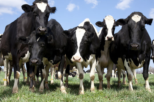 Cows in Field
